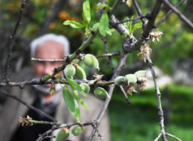 Foto - Fiyatı etin kilosuyla yarışıyor! Muğla’da yılın ilk hasadına başlandı