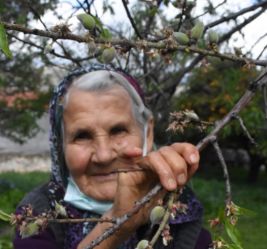 Foto - Fiyatı etin kilosuyla yarışıyor! Muğla’da yılın ilk hasadına başlandı