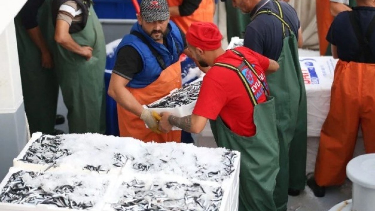 Foto - Fiyatı vatandaşları mutlu ediyor! Karadeniz'de hamsi bolluğu