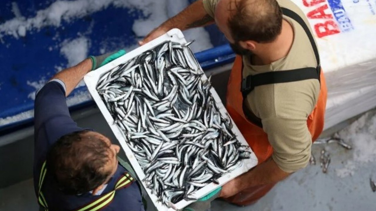 Foto - Fiyatı vatandaşları mutlu ediyor! Karadeniz'de hamsi bolluğu