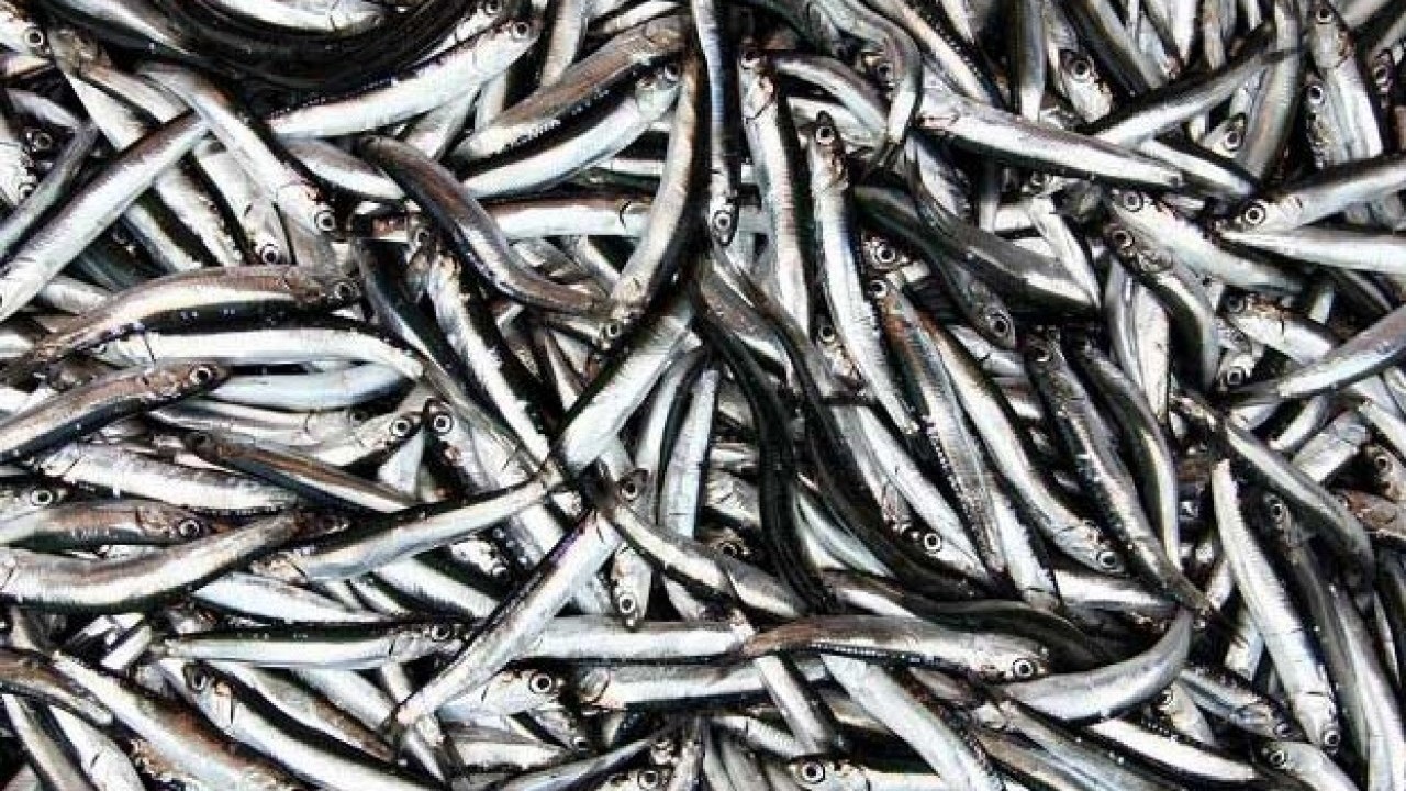 Fiyatı vatandaşları mutlu ediyor! Karadeniz'de hamsi bolluğu