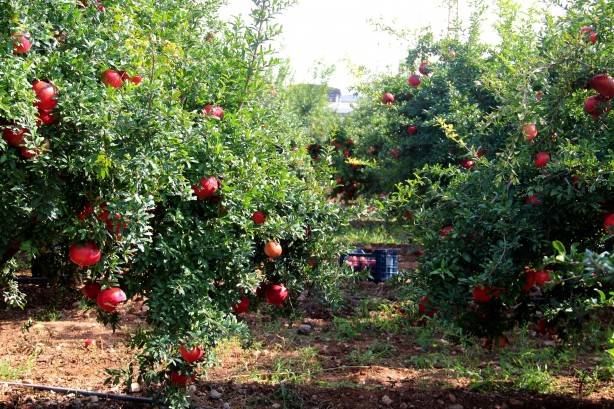 Foto - Fiyatı yüzde 100 arttı! Üreticinin yüzü gülüyor