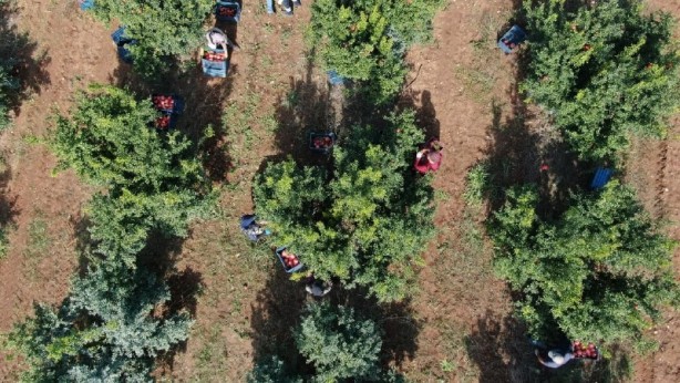 Foto - Fiyatı yüzde 100 arttı! Üreticinin yüzü gülüyor