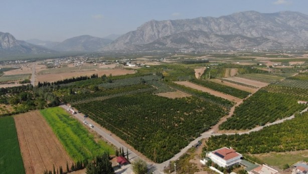 Foto - Fiyatı yüzde 100 arttı! Üreticinin yüzü gülüyor