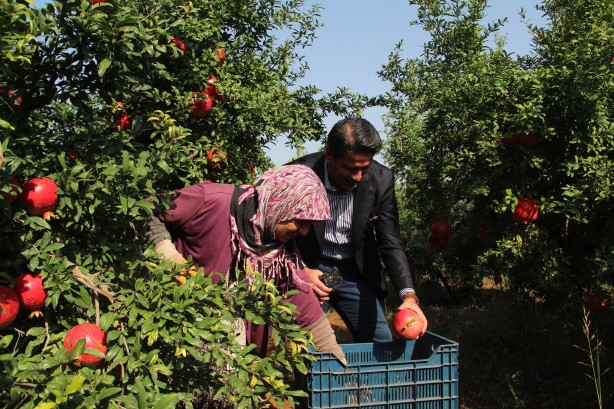 Foto - Fiyatı yüzde 100 arttı! Üreticinin yüzü gülüyor