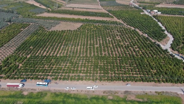 Foto - Fiyatı yüzde 100 arttı! Üreticinin yüzü gülüyor