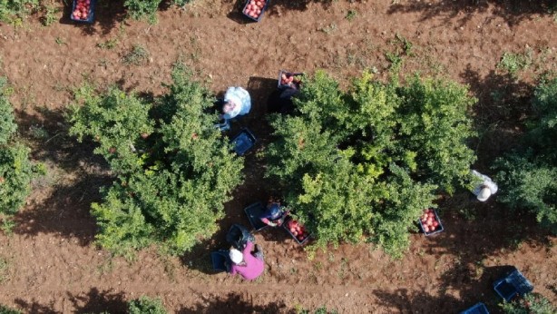 Foto - Fiyatı yüzde 100 arttı! Üreticinin yüzü gülüyor
