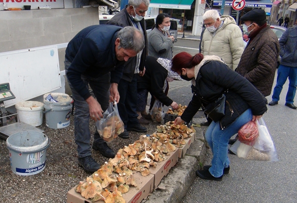 Foto - Fiyatını duyan ormana koştu... Toplayanlar paraya para demiyor