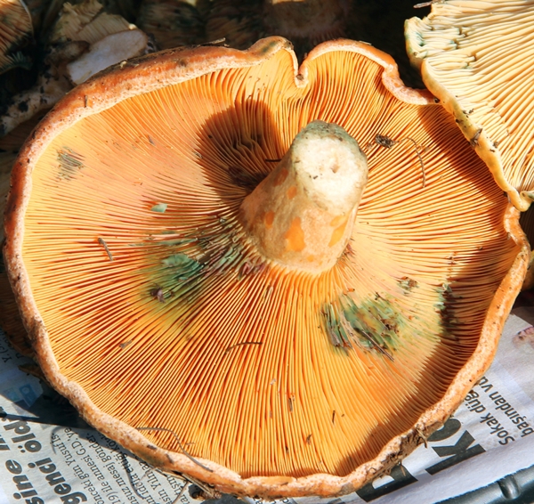 Foto - Fiyatını duyan ormana koştu... Toplayanlar paraya para demiyor