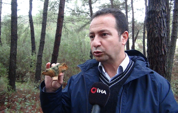 Foto - Fiyatını duyan ormana koştu... Toplayanlar paraya para demiyor