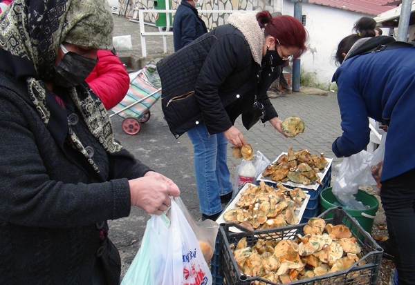 Foto - Fiyatını duyan ormana koştu... Toplayanlar paraya para demiyor