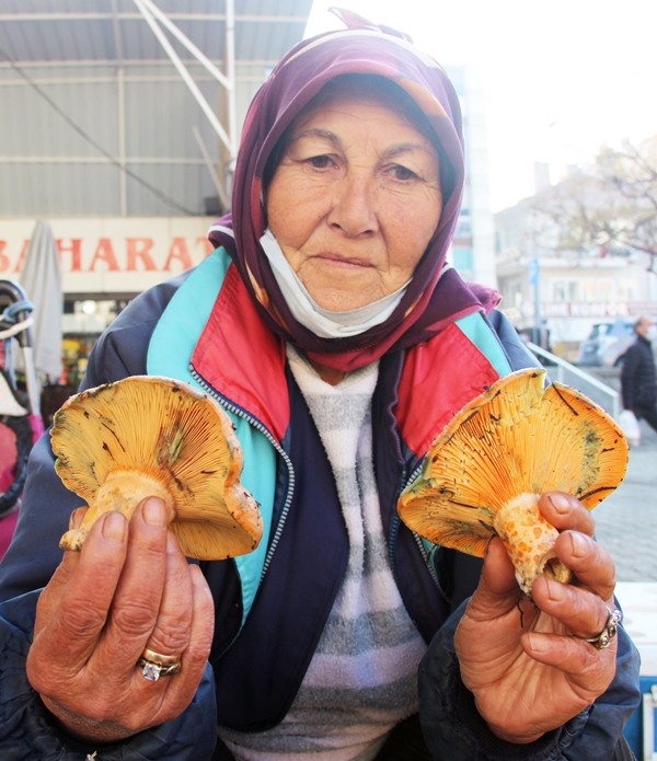 Fiyatını duyan ormana koştu... Toplayanlar paraya para demiyor