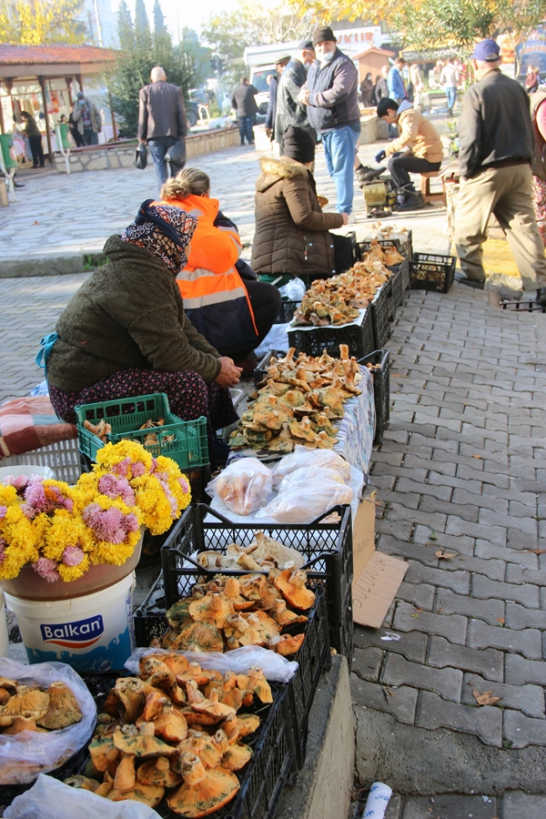 Foto - Fiyatını duyan ormana koştu... Toplayanlar paraya para demiyor