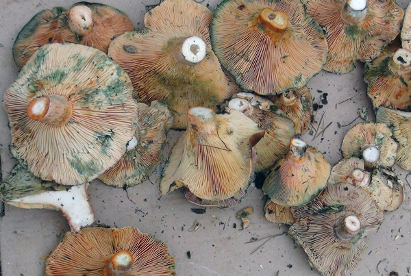 Foto - Fiyatını duyan ormana koştu... Toplayanlar paraya para demiyor