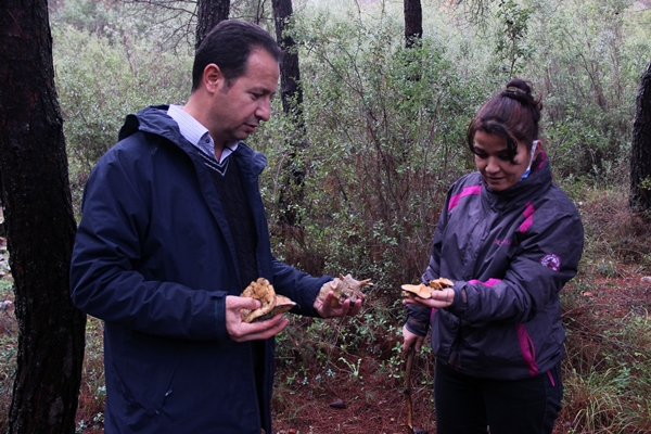 Foto - Fiyatını duyan ormana koştu... Toplayanlar paraya para demiyor