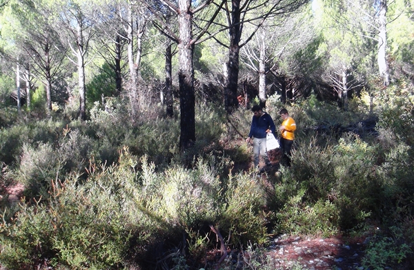 Foto - Fiyatını duyan ormana koştu... Toplayanlar paraya para demiyor