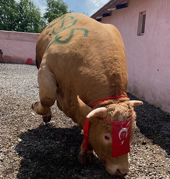 Foto - Fiyatını öğrenince çok şaşıracaksınız! Bir tonluk "Şahmurat" bakın ne kadara satıldı