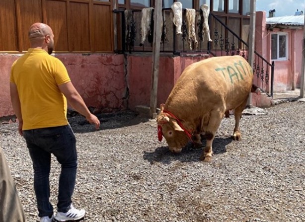 Foto - Fiyatını öğrenince çok şaşıracaksınız! Bir tonluk "Şahmurat" bakın ne kadara satıldı