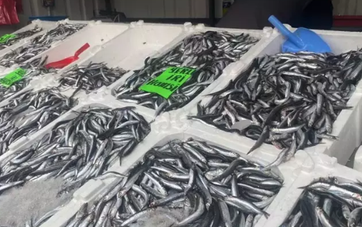 Fiyatlar düşüşe geçti vatandaşlar akın etti! İşte tezgahların en ucuz balığı: Tüm Türkiye'ye duyuruldu...