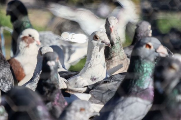 Foto - Fiyatları binlerce liraya çıkıyor... 2023'ün ilk gününde güvercinler için buluştular