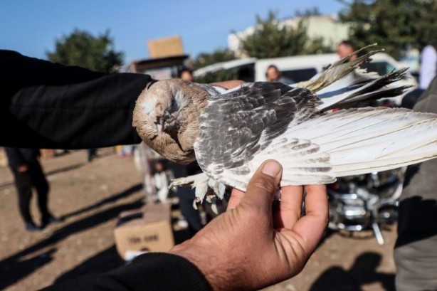 Foto - Fiyatları binlerce liraya çıkıyor... 2023'ün ilk gününde güvercinler için buluştular