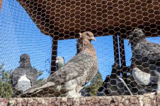 Foto - Fiyatları binlerce liraya çıkıyor... 2023'ün ilk gününde güvercinler için buluştular