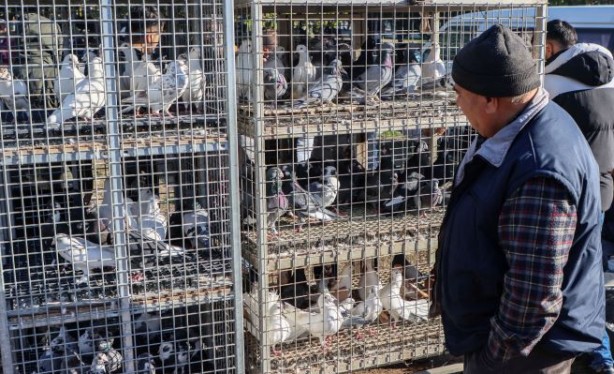Foto - Fiyatları binlerce liraya çıkıyor... 2023'ün ilk gününde güvercinler için buluştular
