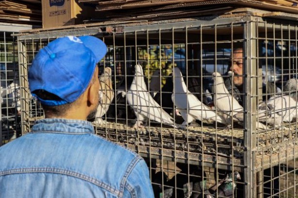 Foto - Fiyatları binlerce liraya çıkıyor... 2023'ün ilk gününde güvercinler için buluştular