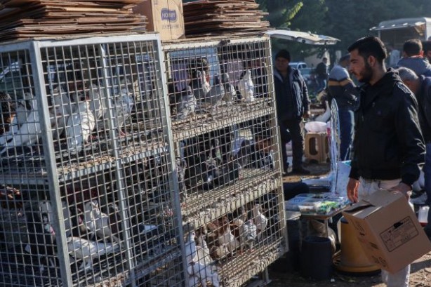 Foto - Fiyatları binlerce liraya çıkıyor... 2023'ün ilk gününde güvercinler için buluştular