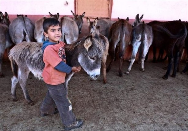 Foto - Fiyatları dudak uçuklatıyor!