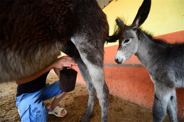 Foto - Fiyatları dudak uçuklatıyor!