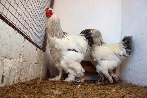 Foto - Fiyatlarıyla dikkat çekiyor! Yumurtası 40 TL