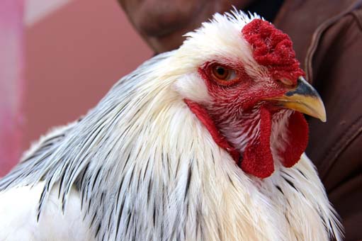 Foto - Fiyatlarıyla dikkat çekiyor! Yumurtası 40 TL