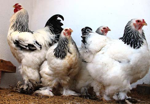 Foto - Fiyatlarıyla dikkat çekiyor! Yumurtası 40 TL