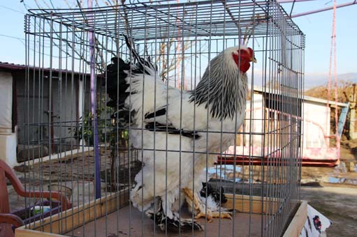 Foto - Fiyatlarıyla dikkat çekiyor! Yumurtası 40 TL