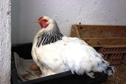 Foto - Fiyatlarıyla dikkat çekiyor! Yumurtası 40 TL