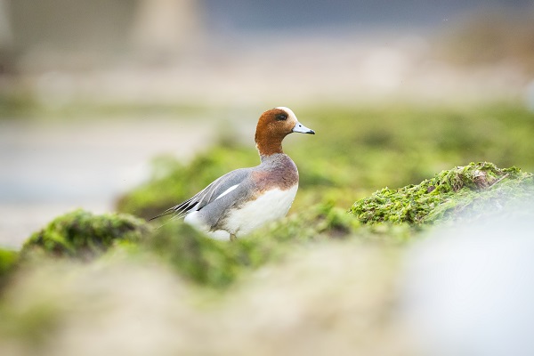 Foto - Fiyu ördekleri objektiflere böyle yansıdı