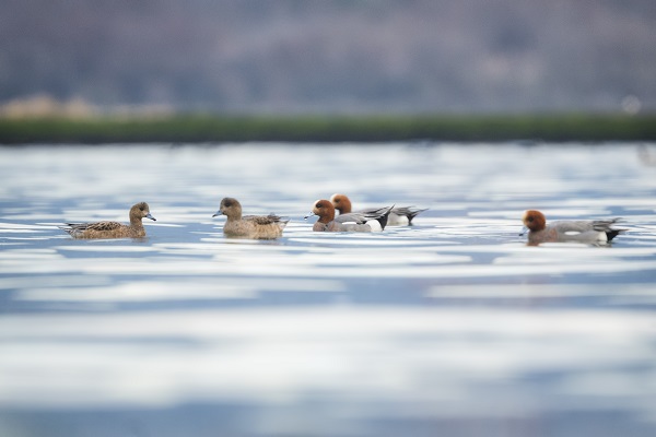Foto - Fiyu ördekleri objektiflere böyle yansıdı