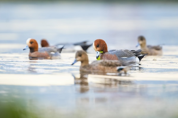 Foto - Fiyu ördekleri objektiflere böyle yansıdı
