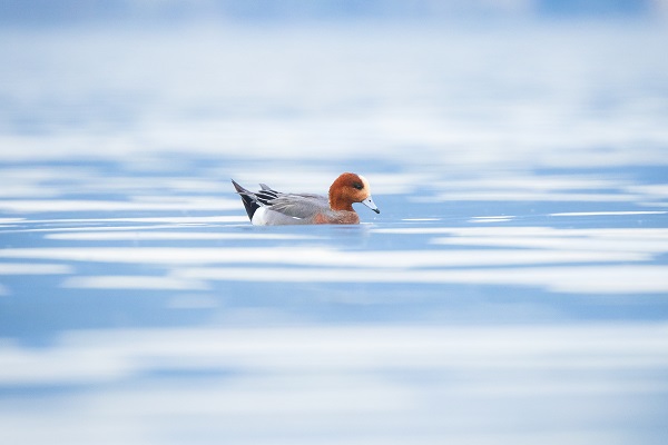 Foto - Fiyu ördekleri objektiflere böyle yansıdı