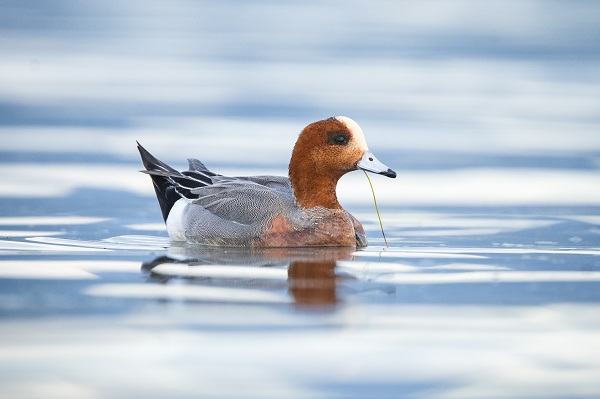 Foto - Fiyu ördekleri objektiflere böyle yansıdı