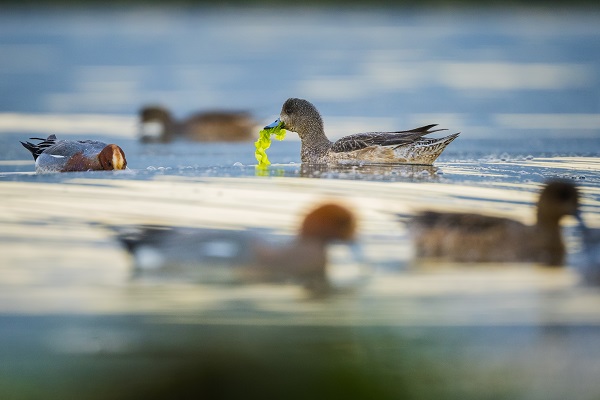 Foto - Fiyu ördekleri objektiflere böyle yansıdı