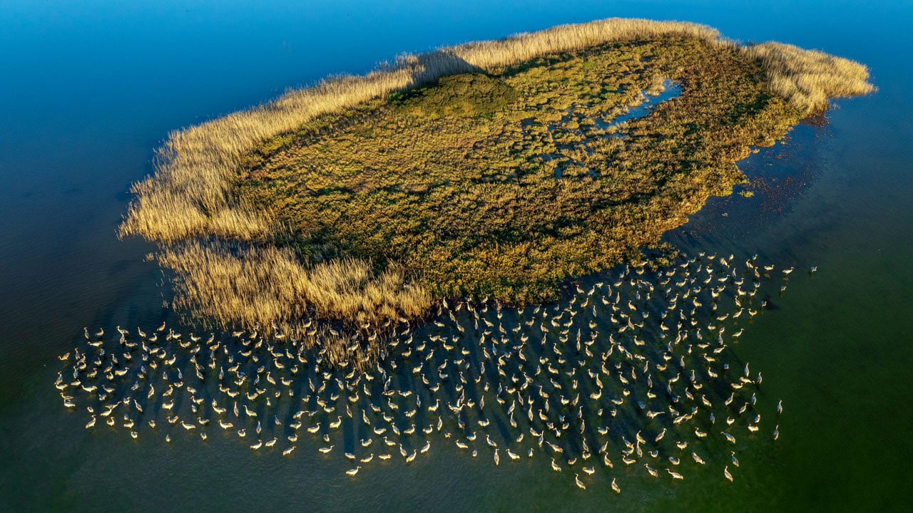 Flamingolar Adana'yı çok sevdi! Göç zamanı geldi ama gitmediler
