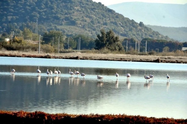 Foto - Flamingolar akın etti!