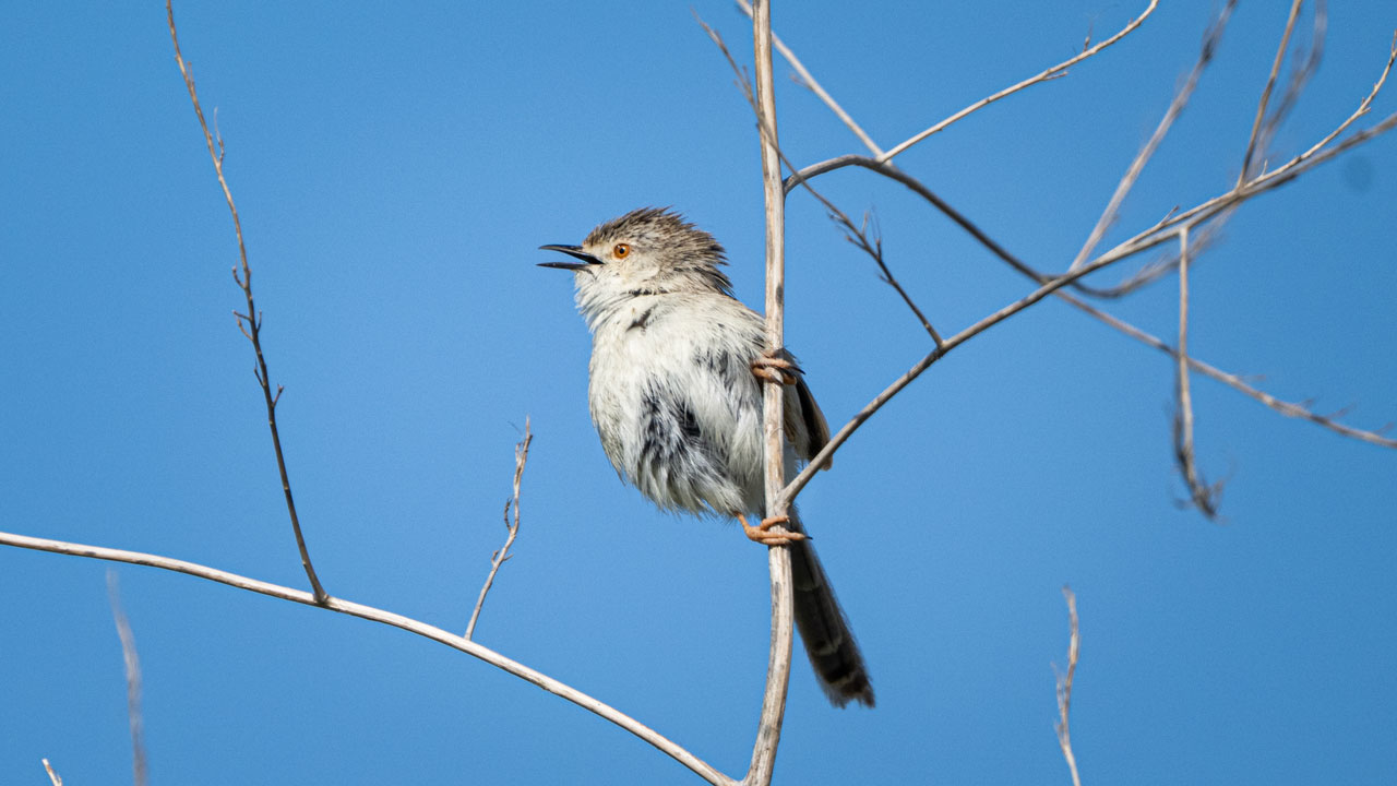 Foto - Flamingolar, balıkçıllar, ak çaylaklar… Yumurtalık’ta kuş cümbüşü başladı