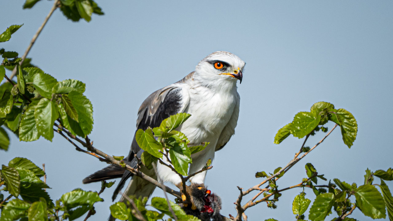 Flamingolar, balıkçıllar, ak çaylaklar… Yumurtalık’ta kuş cümbüşü başladı