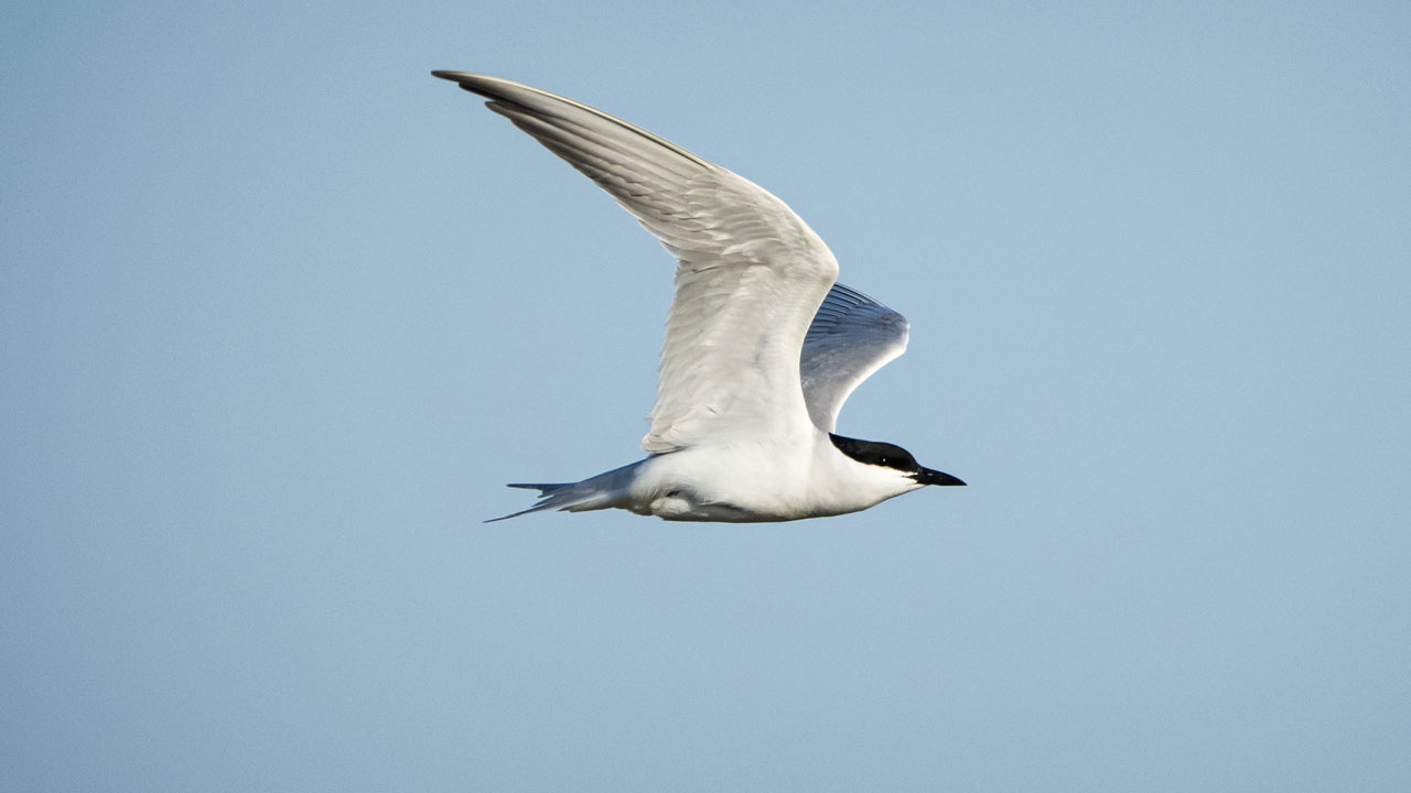 Foto - Flamingolar, balıkçıllar, ak çaylaklar… Yumurtalık’ta kuş cümbüşü başladı