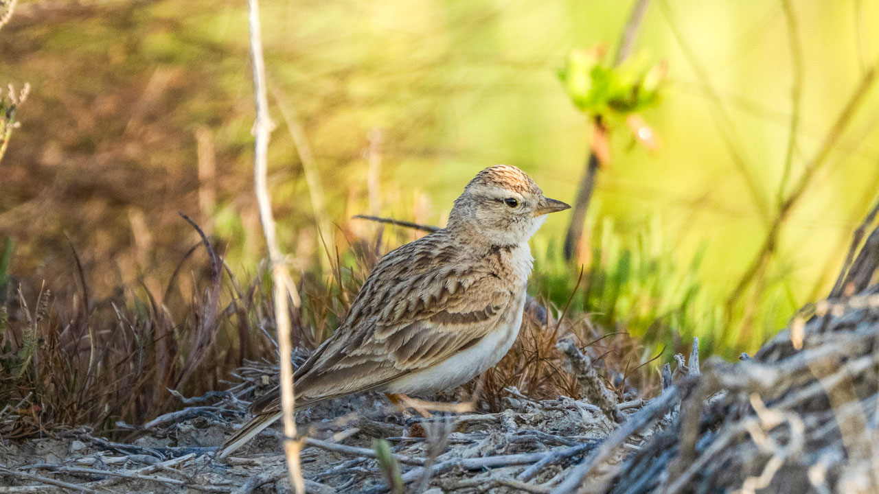 Foto - Flamingolar, balıkçıllar, ak çaylaklar… Yumurtalık’ta kuş cümbüşü başladı