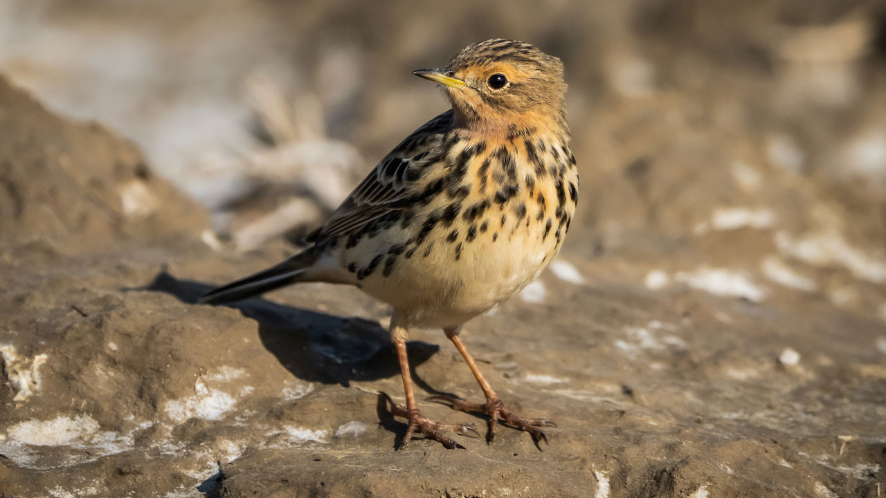 Foto - Flamingolar, balıkçıllar, ak çaylaklar… Yumurtalık’ta kuş cümbüşü başladı