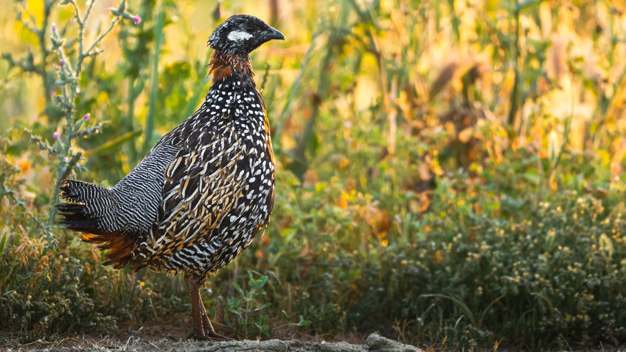 Foto - Flamingolar, balıkçıllar, ak çaylaklar… Yumurtalık’ta kuş cümbüşü başladı
